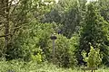 Wald der Fasanenlache mit Weißstorch-Nest (2020)