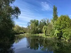 Altrhein in Neuried-Altenheim im Sommer