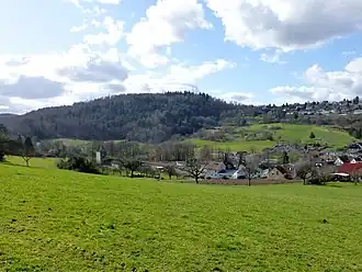 Altscheuer von Osten