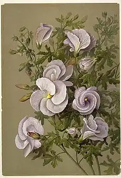 Aquarellbild Alyogyne huegelii