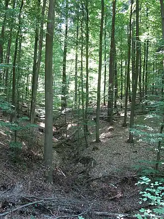 Gipfel des Beerbergs