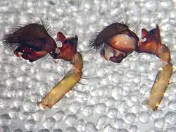 Bulbi eines Männchens