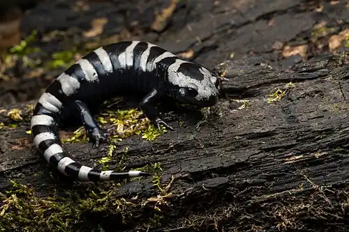 Marmor-Querzahnmolch