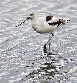 Judi Dench kann sich in der Rolle von Miss Avocet in einen Säbelschnäbler verwandeln