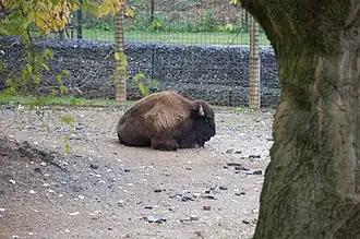 Amerikanischer Bison