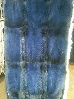 Amerikanisch Opossum, geschoren und gefärbt