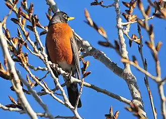 Wanderdrossel (Turdus migratorius)