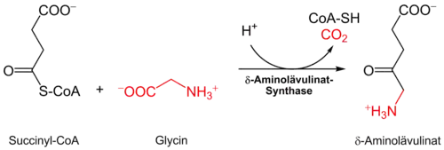 Bildung von δ-Aminolävulinat