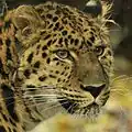 Amurleopard