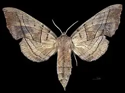 Amorpha juglandis ♀