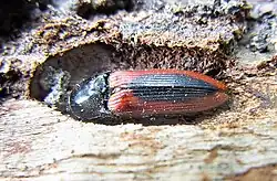 Ampedus sanguinolentus Verp.jpg