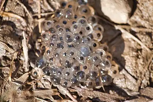 Laich am Ausgang einer Amphibienpassage