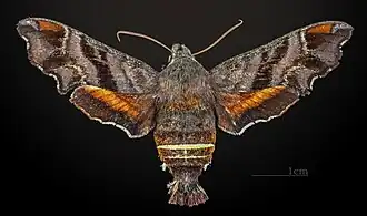 Amphion floridensis ♀