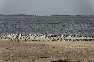 Nördliche Kiesspitze mit rastenden Vögeln, dahinter Föhr