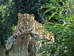 Amurleopard