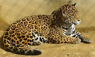 Jaguar (Panthera onca)