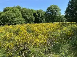 Ginsterblüte „An der Hasbacher Wiese“