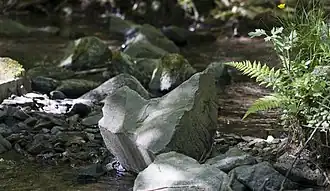 Bachbett der Linnefe