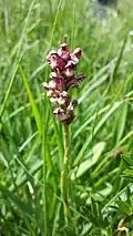 Wanzen-Knabenkraut (Orchis coriophora)