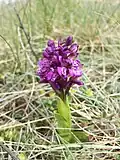 Klein-Hundswurz (Anacamptis morio), in Österreich gefährdet[9]