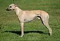Whippet, Kleiner Englischer Windhund (okzidentaler Typ)