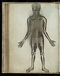 Abbildung des Skelett eines Mannes (Vorderansicht)