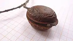 Andira legalis (nur gekocht)