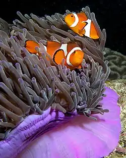 Falsche Clownfische (Amphiprion ocellaris)