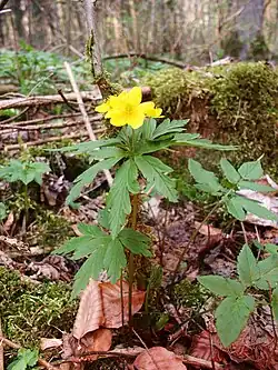 Rarität Gelbes Windröschen (Anemone ranunculoides)