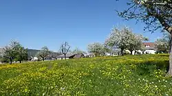 Anetswil während der Apfelblüte