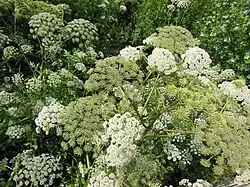Angelica heterocarpa