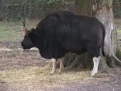 Gaur (Bos gaurus)
