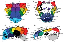Knochenschema Pinacosaurus grangeri (links) im Vergleich mit Anodontosaurus lambei