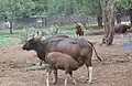 Gaur (Bos gaurus) mit Jungtier