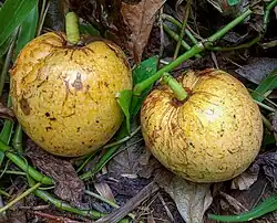 Annona glabra