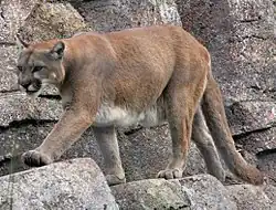 Berglöwe (Puma)