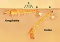 Larven der Culicinae heften sich mit ihrem Atemrohr (A) an die Wasseroberfläche, Anophelinae mit den Palmhaaren (C). (B): die Atemöffnungen.