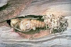 „Freie Puppe“ des Asiatischen Laubholzbockkäfers