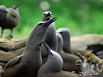 Noddis (Anous stolidus)