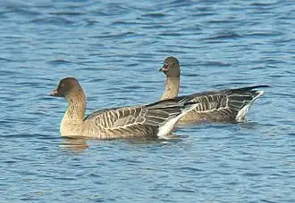 Kurzschnabelgans (Pink-footed goose)
