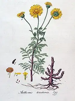 Illustration aus Flora Batava, Volume 4