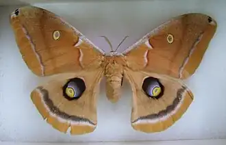 Weibchen (Präparat)