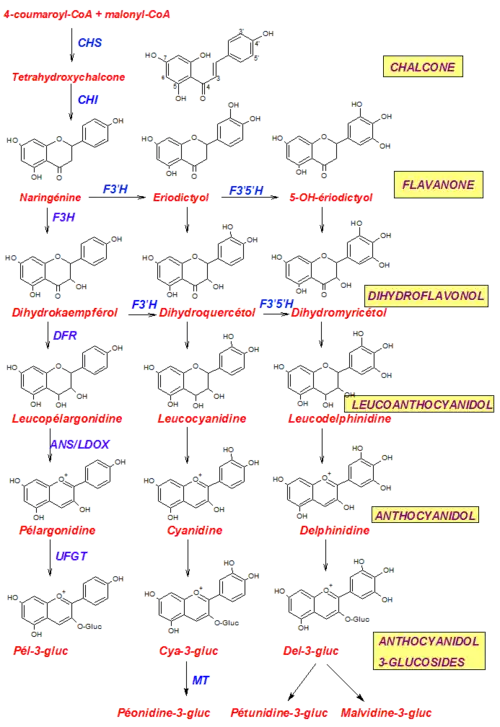 Biosynthese von Pelargonidin, Cyanidin und Delphinidin