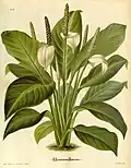 Spathiphyllum floribundum