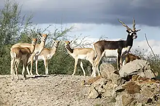 Hirschziegenantilopen