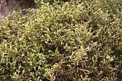 2024 Hängendes Widerhakenmoos