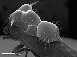 Antonae guttipes, rasterelektronenmikroskopische Aufnahme