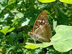 Apatura ilia f. ilia