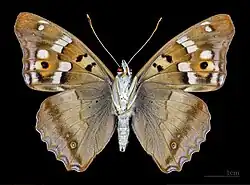 △ Ventralansicht ♂