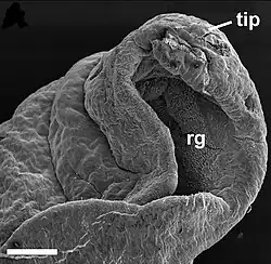 Rhinophorenspitze eines Kalifornischen Seehasen (Aplysia californica) Elektronenmikroskop: niedrige Auflösung Skala: Balken=300 μm. rg – Rhinophorenfurche tip – Rhinophorenspitze
